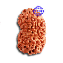 Load image into Gallery viewer, 13 Mukhi Nepalese Rudraksha - Bead No. 324
