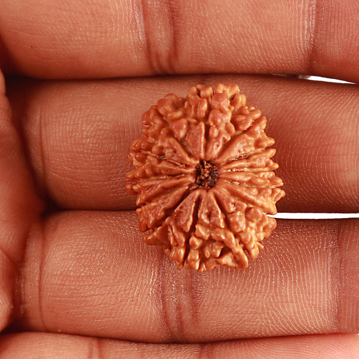 13 Mukhi Nepalese Rudraksha - Bead No. 325