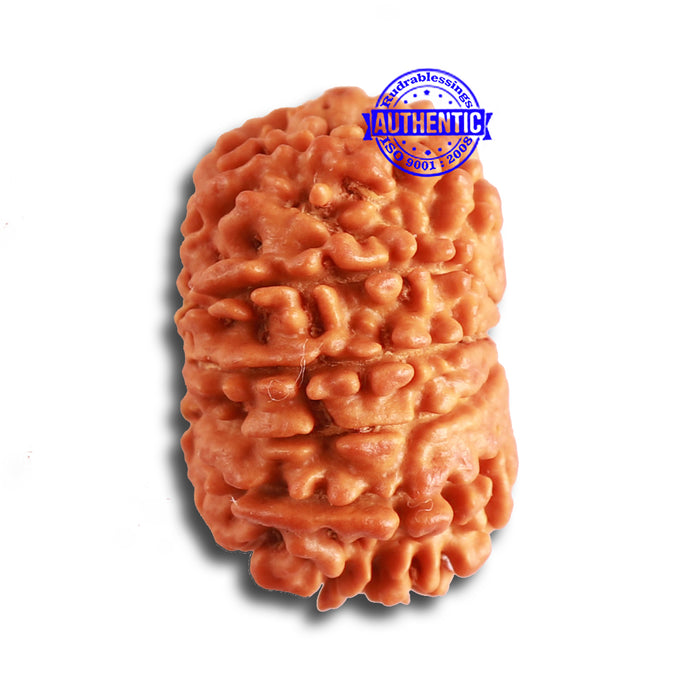 13 Mukhi Nepalese Rudraksha - Bead No. 325