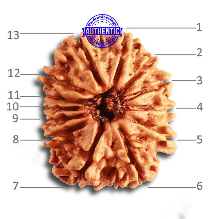 13 Mukhi Nepalese Rudraksha - Bead No. 326