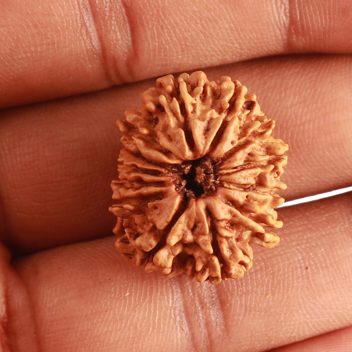 13 Mukhi Nepalese Rudraksha - Bead No. 326