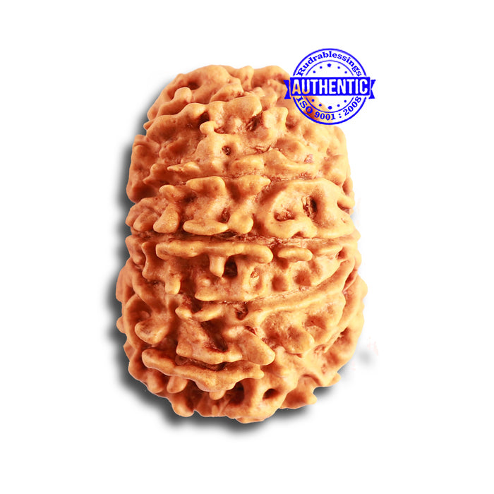 13 Mukhi Nepalese Rudraksha - Bead No. 326