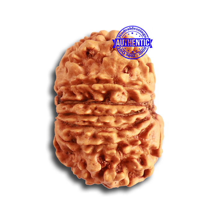 13 Mukhi Nepalese Rudraksha - Bead No. 326