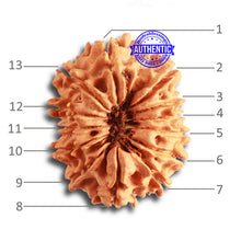 Load image into Gallery viewer, 13 Mukhi Nepalese Rudraksha - Bead No. 328

