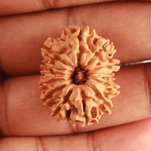 Load image into Gallery viewer, 13 Mukhi Nepalese Rudraksha - Bead No. 328
