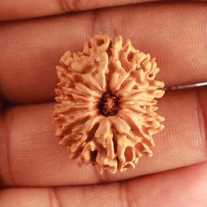 13 Mukhi Nepalese Rudraksha - Bead No. 328