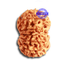 Load image into Gallery viewer, 13 Mukhi Nepalese Rudraksha - Bead No. 328

