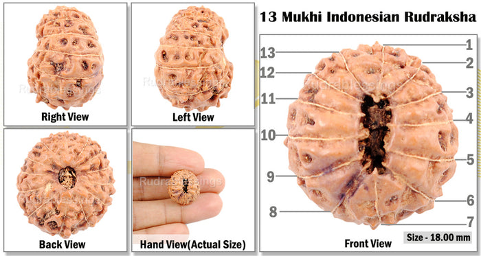 13 mukhi Indonesian Rudraksha - Bead No. 1