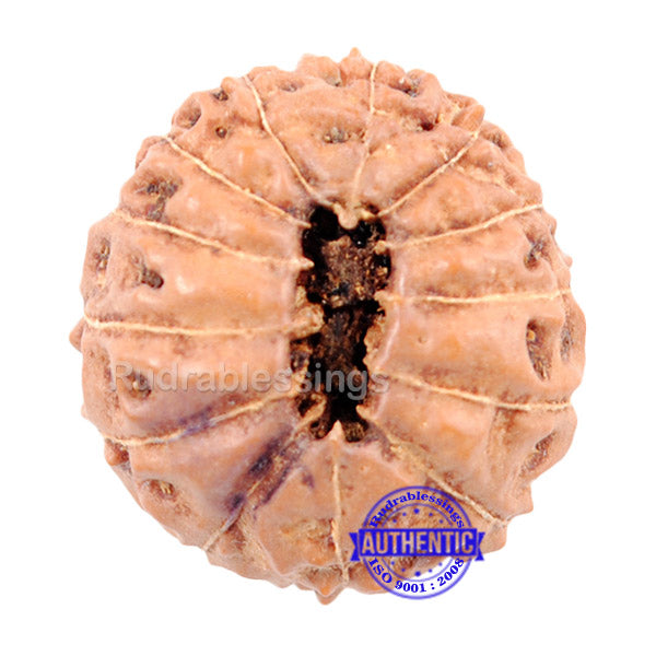 13 mukhi Indonesian Rudraksha - Bead No. 1