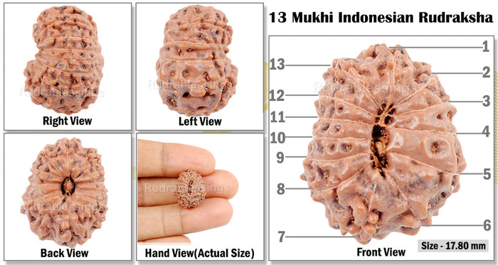 13 mukhi Indonesian Rudraksha - Bead No. 2