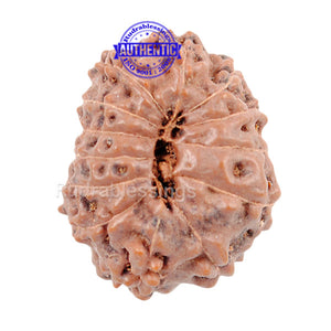13 mukhi Indonesian Rudraksha - Bead No. 2