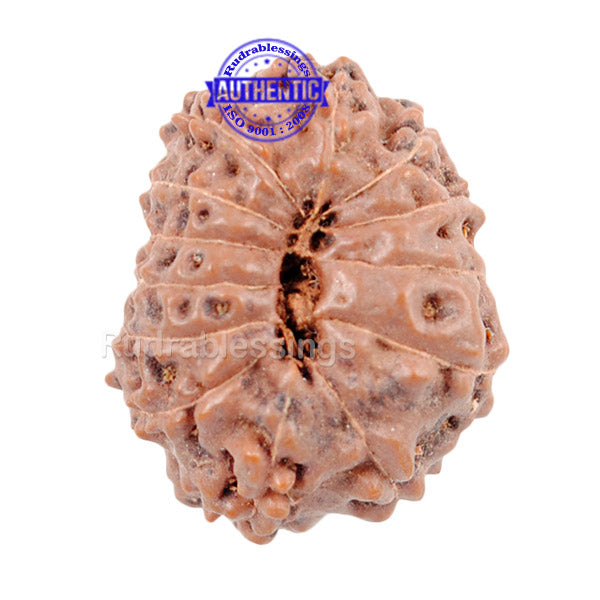 13 mukhi Indonesian Rudraksha - Bead No. 2
