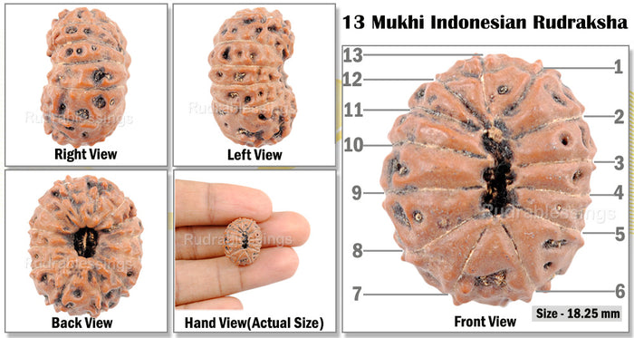 13 mukhi Indonesian Rudraksha - Bead No. 153