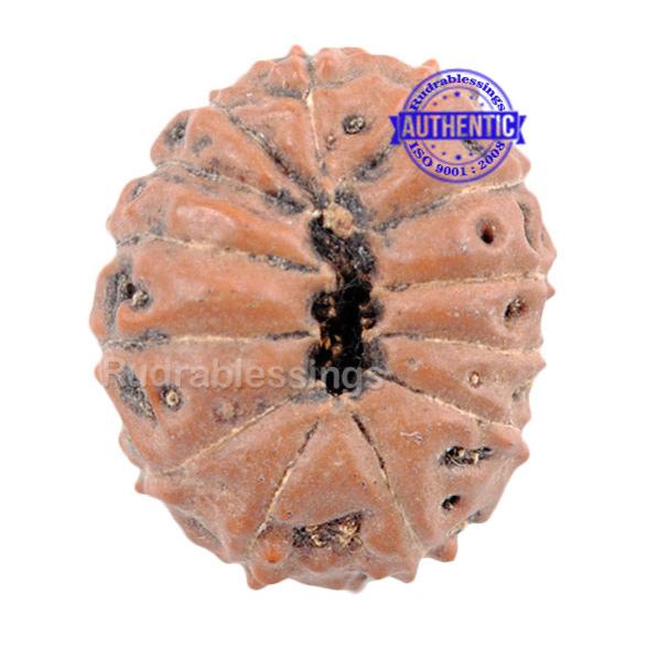 13 mukhi Indonesian Rudraksha - Bead No. 153