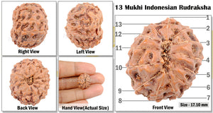 13 mukhi Indonesian Rudraksha - Bead No. 3