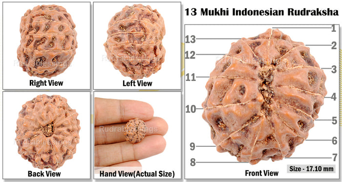 13 mukhi Indonesian Rudraksha - Bead No. 3