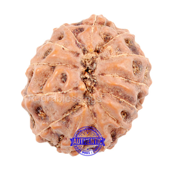 13 mukhi Indonesian Rudraksha - Bead No. 3
