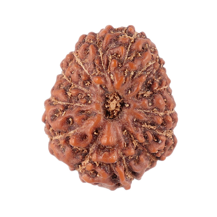 13 Mukhi Indonesian Rudraksha - Bead No. 100