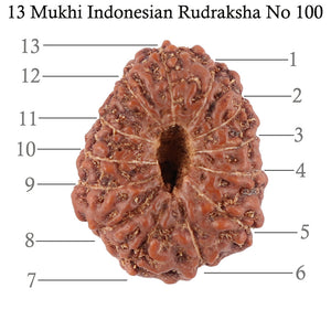 13 Mukhi Indonesian Rudraksha - Bead No. 100