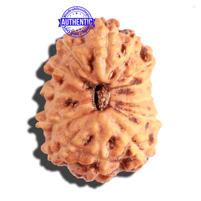 13 Mukhi Indonesian Rudraksha - Bead No. 104