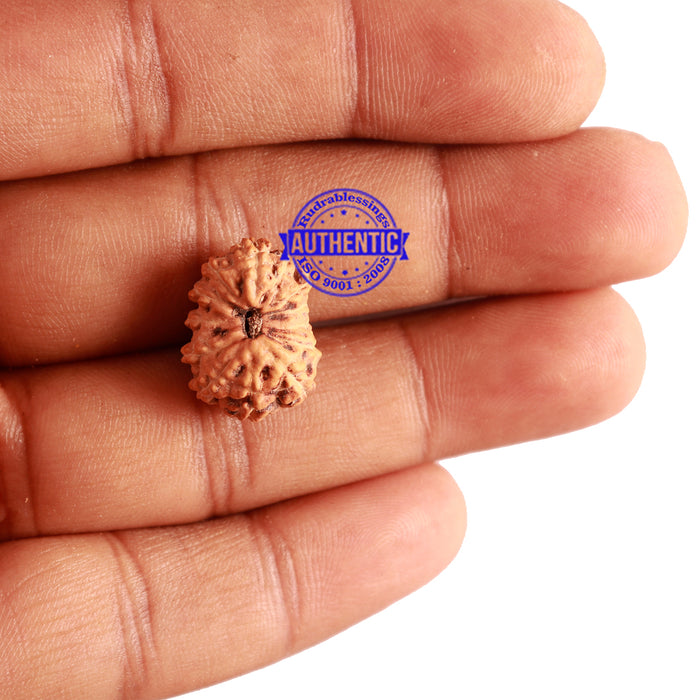 13 Mukhi Indonesian Rudraksha - Bead No. 104