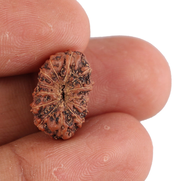 13 Mukhi Indonesian Rudraksha - Bead No. 104