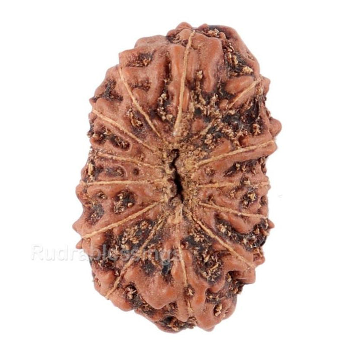13 Mukhi Indonesian Rudraksha - Bead No. 104