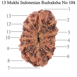 13 Mukhi Indonesian Rudraksha - Bead No. 104