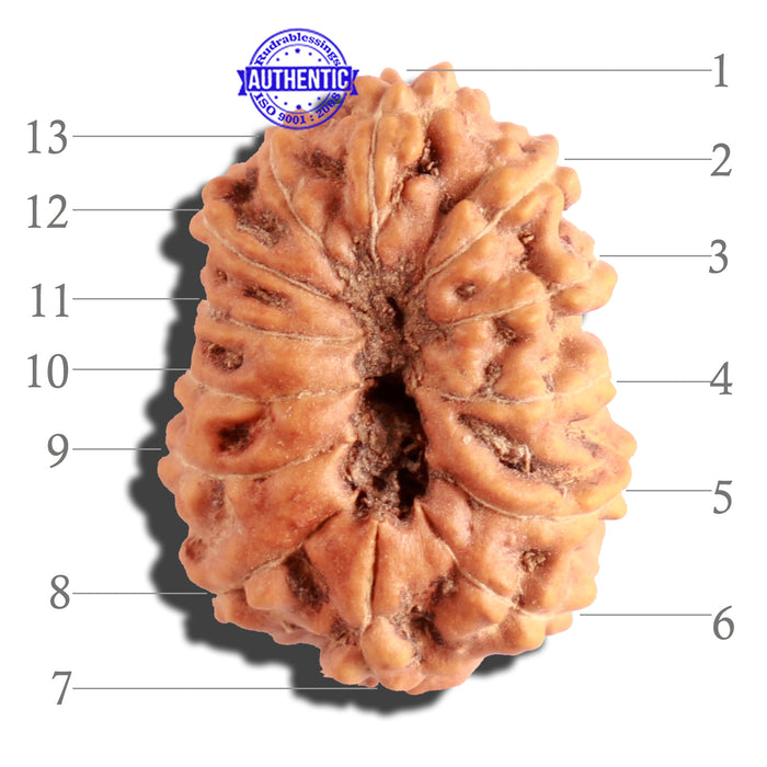 13 Mukhi Indonesian Rudraksha - Bead No. 104