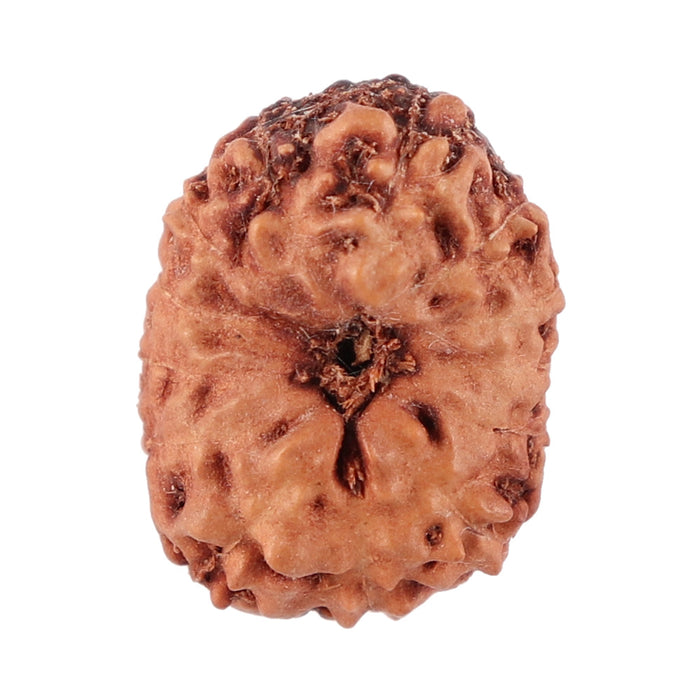13 Mukhi Indonesian Rudraksha - Bead No. 106