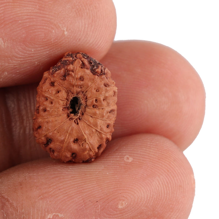 13 Mukhi Indonesian Rudraksha - Bead No. 106