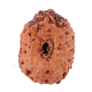 13 Mukhi Indonesian Rudraksha - Bead No. 106