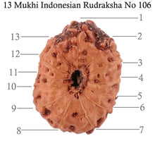 Load image into Gallery viewer, 13 Mukhi Indonesian Rudraksha - Bead No. 106
