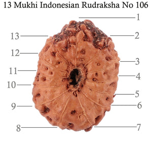13 Mukhi Indonesian Rudraksha - Bead No. 106