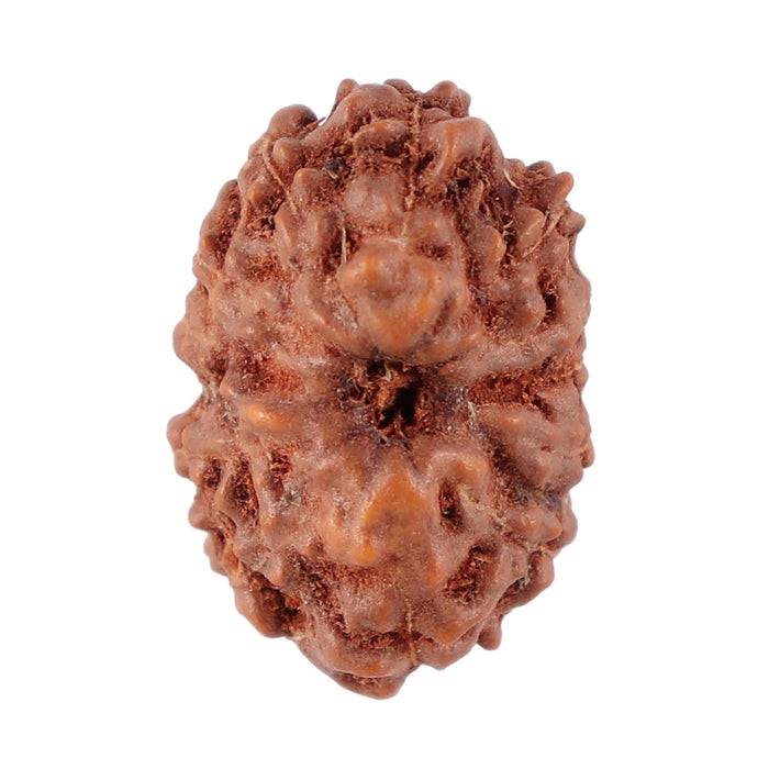13 Mukhi Indonesian Rudraksha - Bead No. 108
