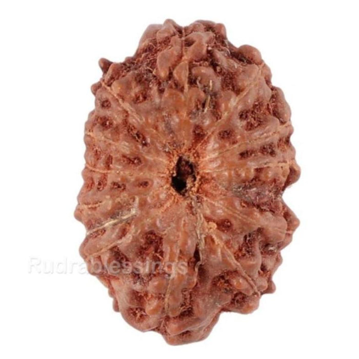 13 Mukhi Indonesian Rudraksha - Bead No. 108