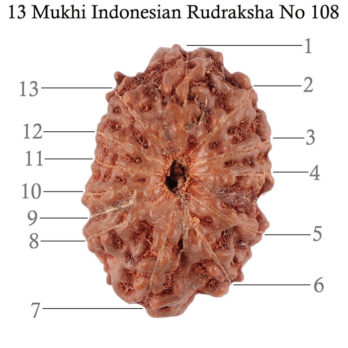 13 Mukhi Indonesian Rudraksha - Bead No. 108