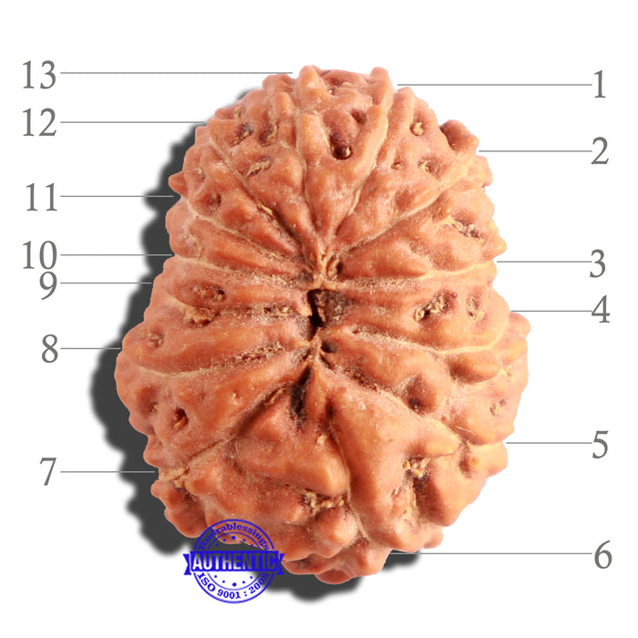 13 Mukhi Indonesian Rudraksha - Bead No. 132A