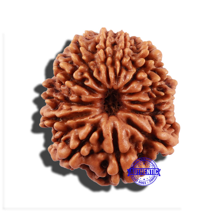 13 Mukhi Nepalese Rudraksha - Bead No. 137