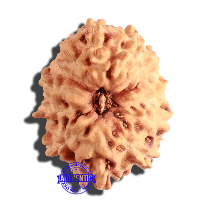 13 Mukhi Indonesian Rudraksha - Bead No. 142