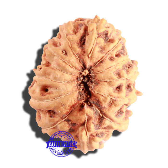 13 Mukhi Indonesian Rudraksha - Bead No. 142