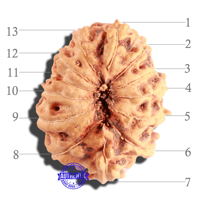 13 Mukhi Indonesian Rudraksha - Bead No. 142
