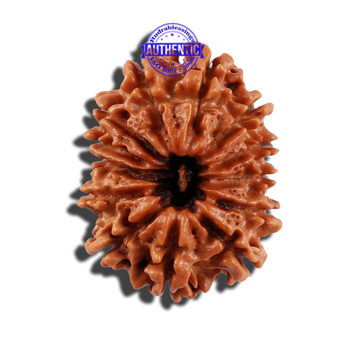 13 Mukhi Nepalese Rudraksha - Bead No. 181