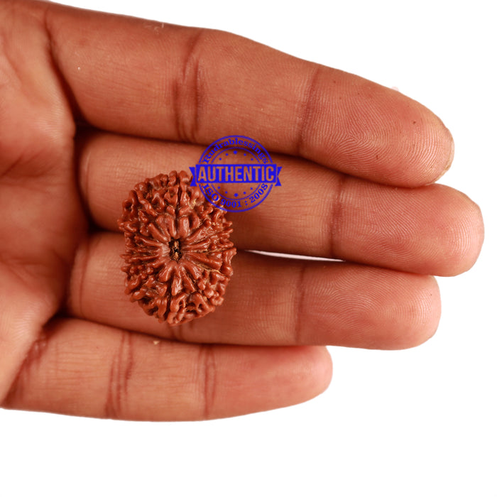 13 Mukhi Nepalese Rudraksha - Bead No. 198