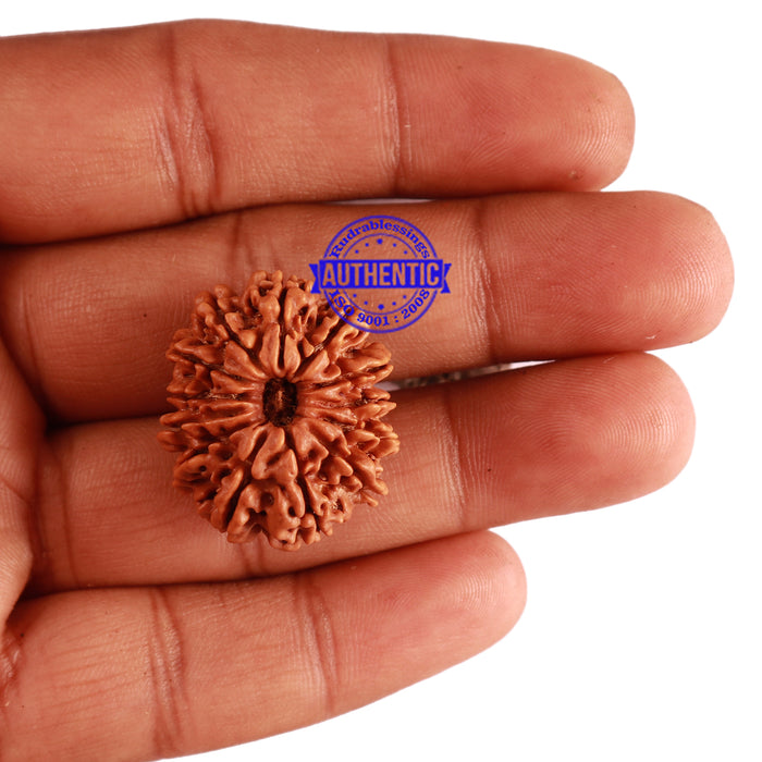 13 Mukhi Nepalese Rudraksha - Bead No. 202