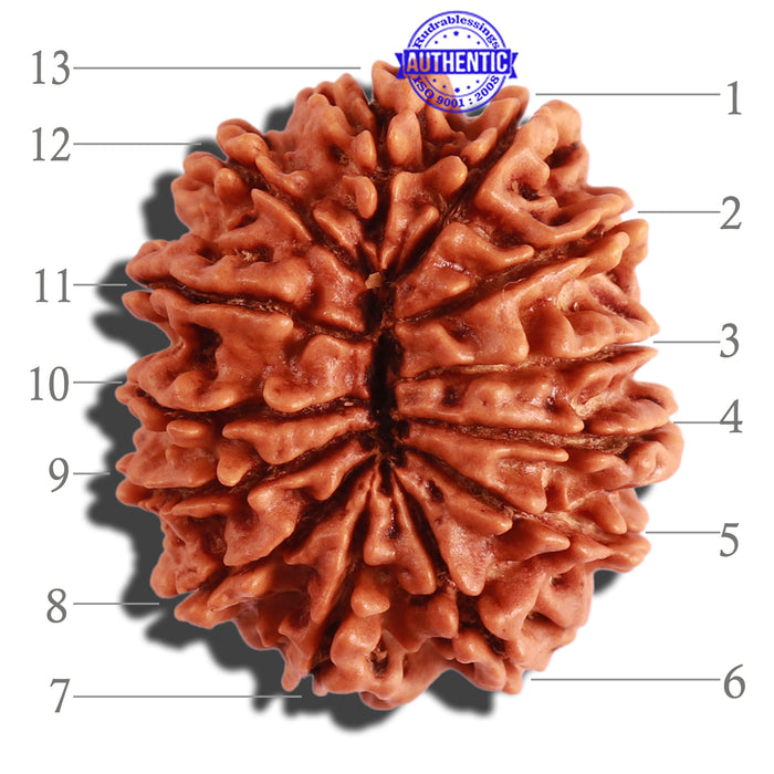 13 Mukhi Nepalese Rudraksha - Bead No. 202
