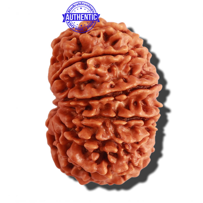 13 Mukhi Nepalese Rudraksha - Bead No. 202
