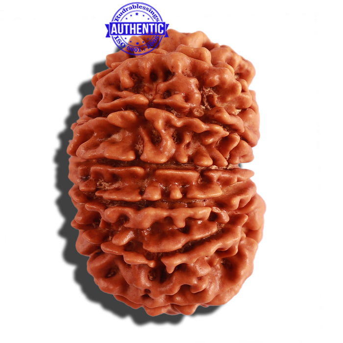 13 Mukhi Nepalese Rudraksha - Bead No. 202