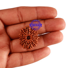 Load image into Gallery viewer, 13 Mukhi Nepalese Rudraksha - Bead No. 204
