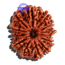 Load image into Gallery viewer, 13 Mukhi Nepalese Rudraksha - Bead No. 204
